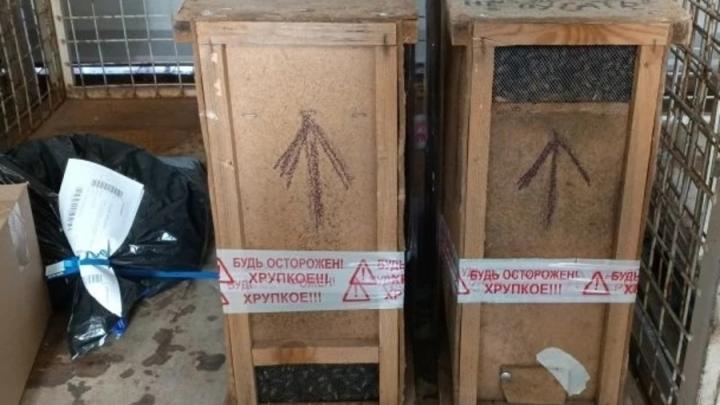 Саратовцы стали получать по почте пчел в посылках