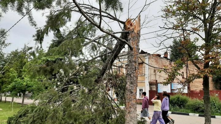 Порыв ветра в центре Энгельса сломал ель