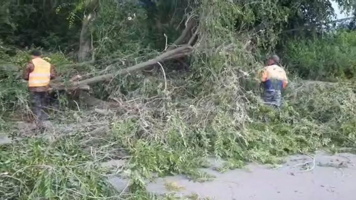 В Заводском районе Саратова упало аварийное дерево