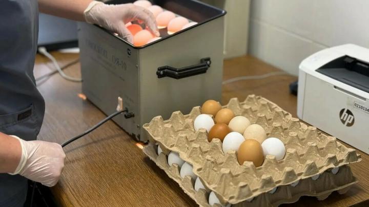 В Энгельсе за полгода забраковали 3,8 тонны опасных продуктов