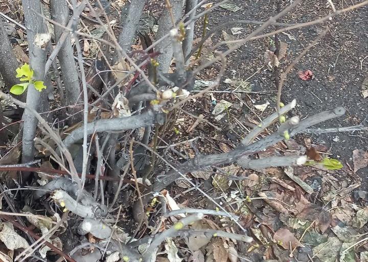 В Саратове из-за аномального потепления в январе на кустах сирени набухли почки
