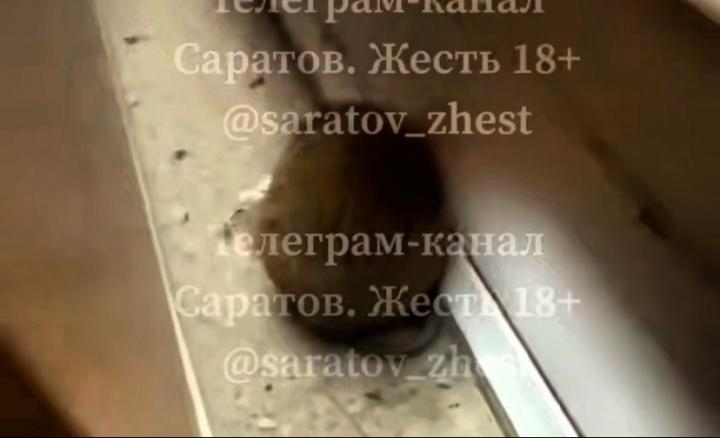 Крыса в техникуме: учебное заведение в Саратове охвачено борьбой с грызуном