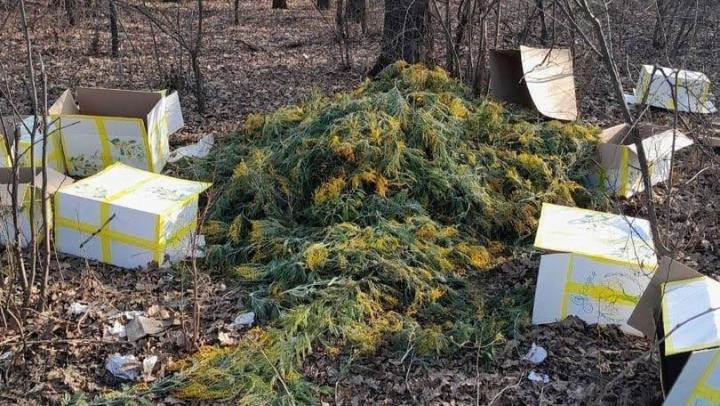 Гора выброшенных мимоз на мусорке в Саратове вызвала возмущение горожан