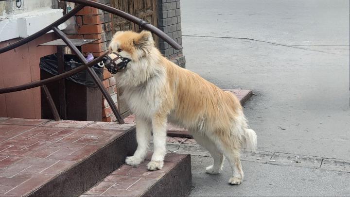 В Госдуме предложили расширить список потенциально опасных пород собак 