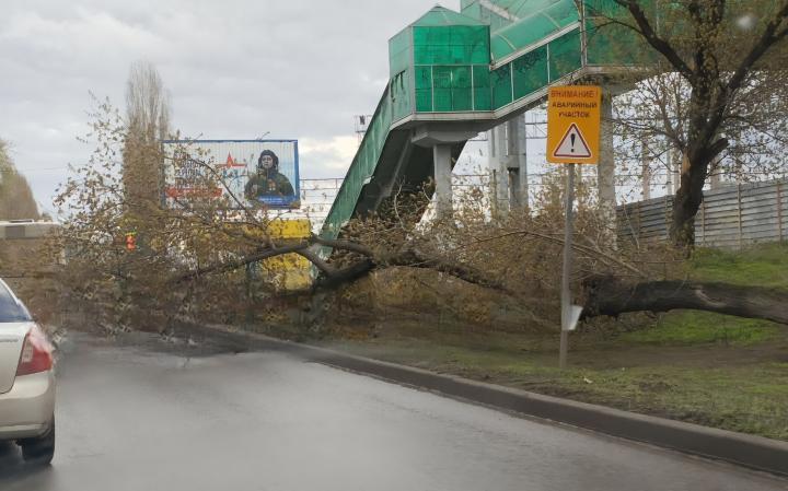 Штормовой вихрь: дерево упало на Ново-Астраханском шоссе в Саратове