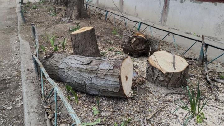 Каштаны под угрозой: в Саратове уничтожают здоровые деревья