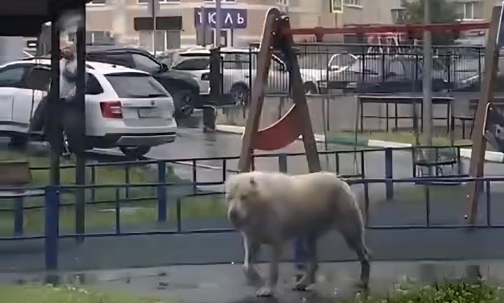 В Юбилейном алабай-