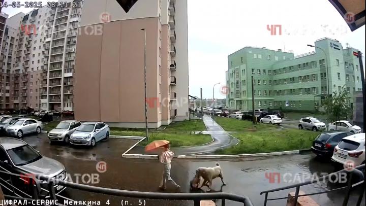 Алабай-террорист вернулся: в Саратове зверь растерзал собаку на глазах у хозяйки