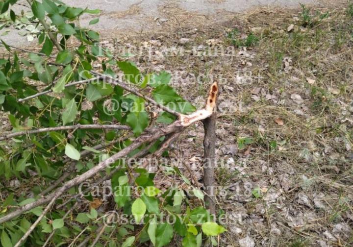 Ночной вандализм в парке у СПЗ: неизвестный разрубил молодые деревья 