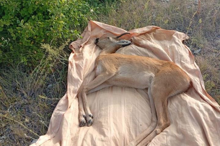 В Саратове волонтёры вернули в дикую природу косулю, забредшую в город