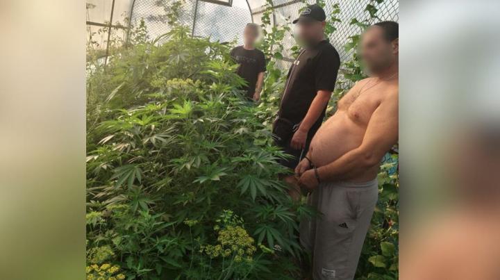 Саратовец вырастил 20 кустов конопли в теплице с огурцами: возбуждено два уголовных дела
