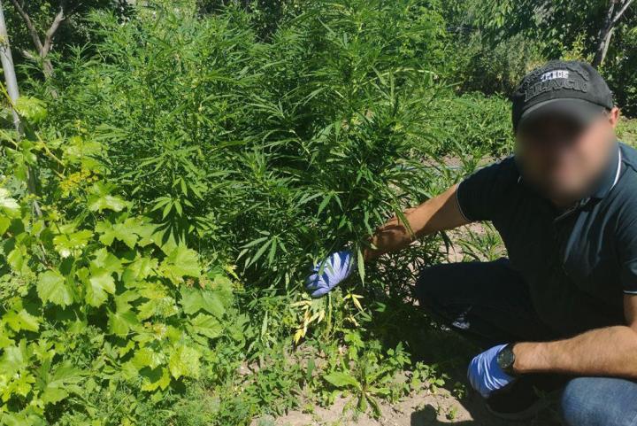 В Красноармейском районе полицейские нашли 39 кустов конопли