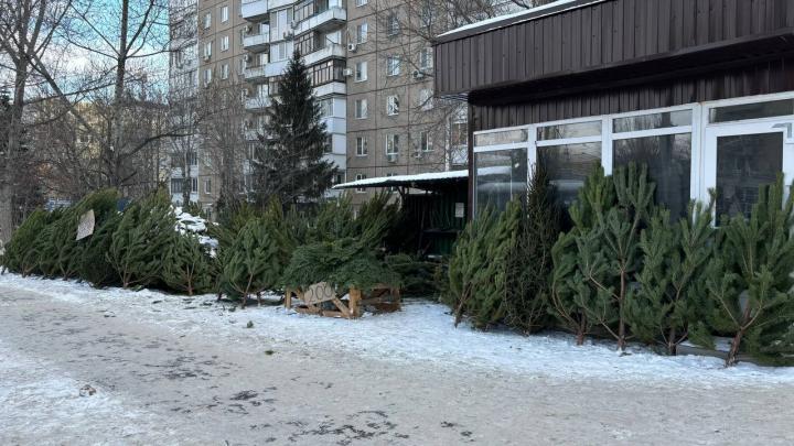  Что делать с ёлкой после праздников - разъяснение для жителей Саратовской области 