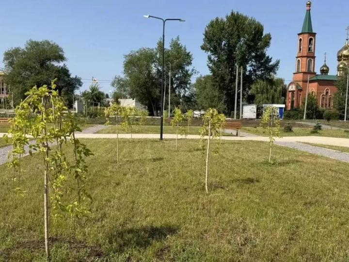 В Энгельсе этой осенью высадят еще более 200 деревьев и кустарников
